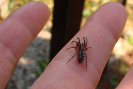 Segestria bavarica